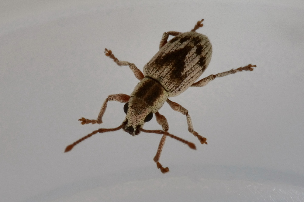 Pseudomyllocerus neapolitanus - (Curculionidae)